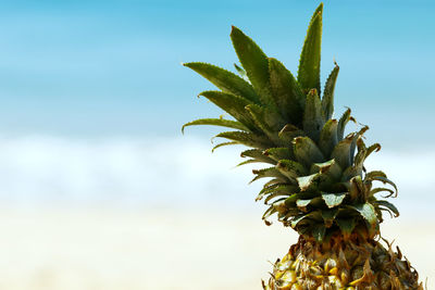 Pineapple against clear sky