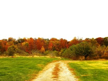 Trees on grassy field