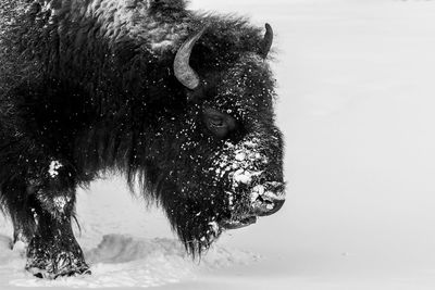 Snowy bison