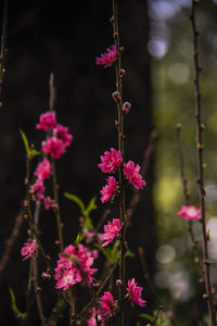 Close-up of pink flowers