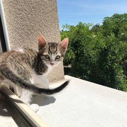 Portrait of cat sitting by plants