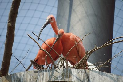 Bird on red outdoors