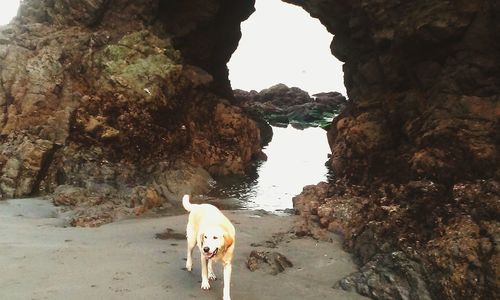 Dog standing on rock formation