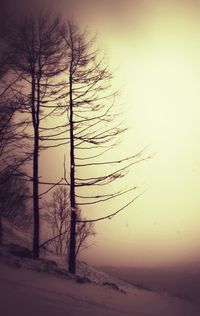 Bare trees on snow covered landscape