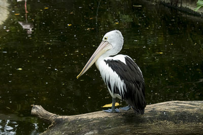 High angle view of pelican in lake