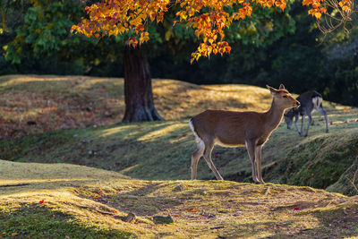 Nara park and deer in the autumn season