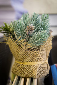 Close-up of potted plant on table