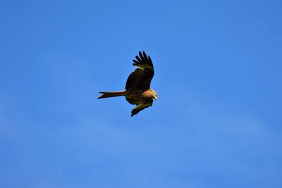 Low angle view of red kite flying against clear blue sky