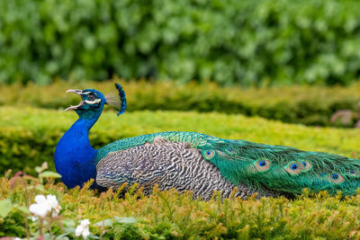 peacock