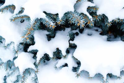 Panoramic shot of pine trees on snow covered field