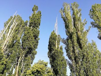 Low angle view of trees against sky