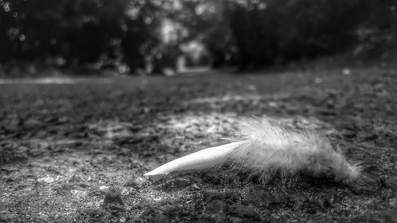 feather, no people, field, focus on foreground, day, outdoors, nature, grass, close-up, animal themes, swan