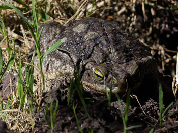 High angle view of frog on field