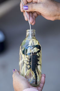 Cropped hand of woman holding glass bottle with scorpion