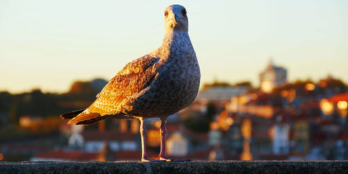 Close-up of bird perching on retaining wall against sky