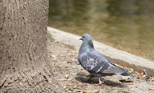 Pigeon standing between a tree and a small manmade pond