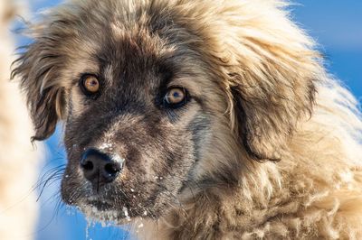 Close-up portrait of dog