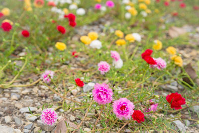 High angle view of pink flowers on field