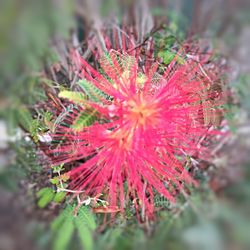 Close-up of pink flower