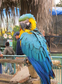 Birds perching on wood in zoo