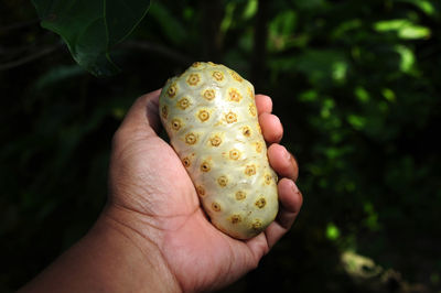 Close-up of hand holding plant