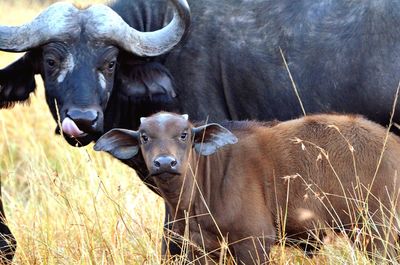 Portrait of cow on field