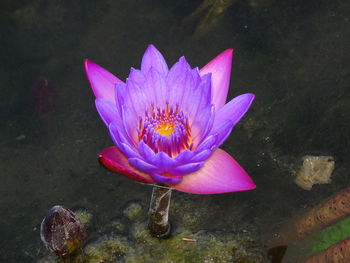 Close-up of purple water lily blooming outdoors