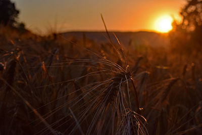 Close-up of stalks in field against sunset sky