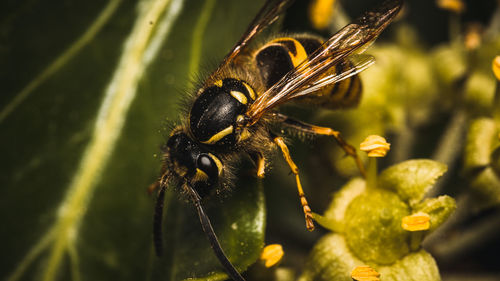 Close-up of insect on flower