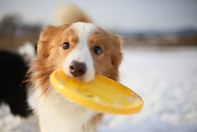 Portrait of border collie carrying plastic disc in mouth during winter