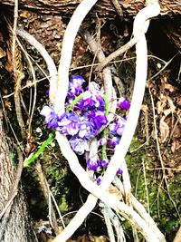 High angle view of purple crocus flowers on field