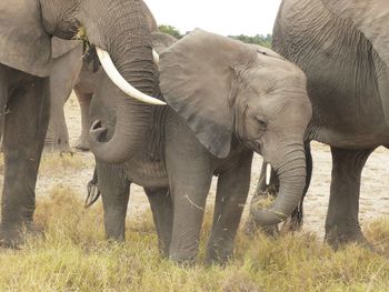 Elephants walking on field