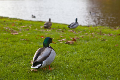 Mallard duck on field