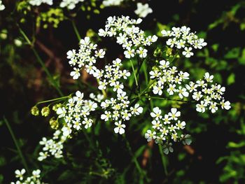 Close-up of white flowers