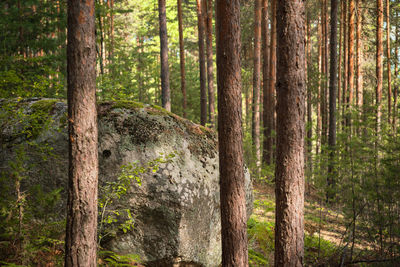 Granite rock in pine forest, idea for background or screensaver, forest bathing outdoor recreation