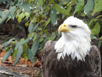 Close-up of eagle outdoors