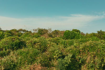 Plants growing on field against sky