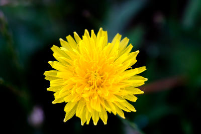 Macro shot of yellow flower blooming outdoors