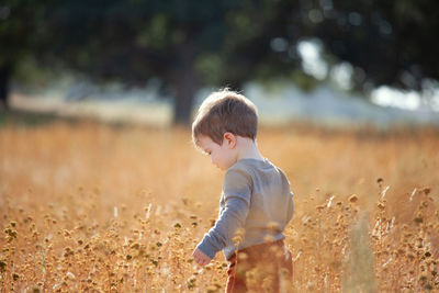 Toddler boy waling through wheat field in summer.