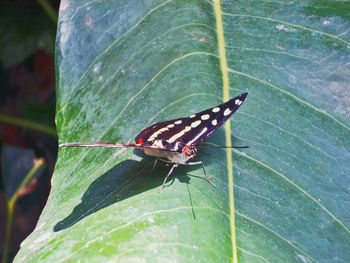 Butterfly on leaf