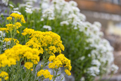 Close-up of yellow flowering plants on field