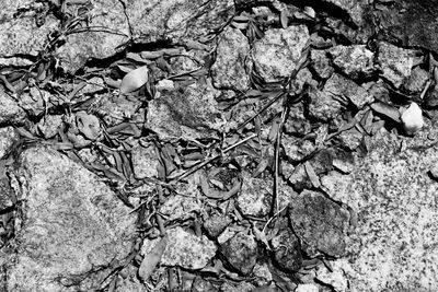 Close-up high angle view of lizard