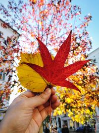 Close-up of hand holding autumn colored leaves