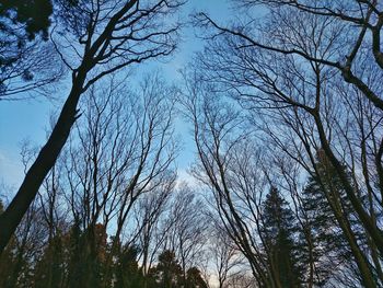 Low angle view of bare trees in forest