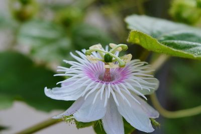 Close-up of white passion flower blooming outdoors