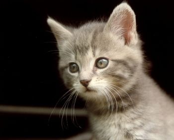 Close-up portrait of a cat