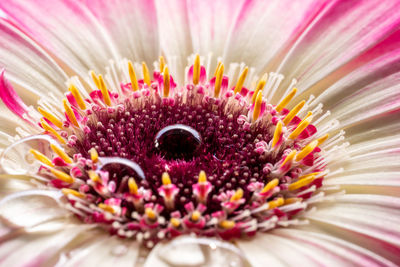 Close-up of pink daisy flower