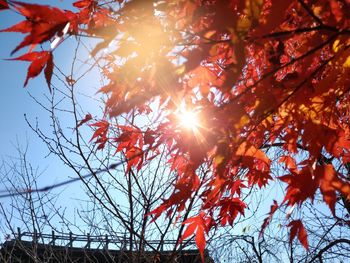 Low angle view of sunlight streaming through tree during autumn