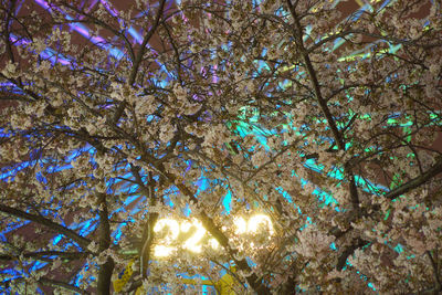 Low angle view of cherry tree against sky