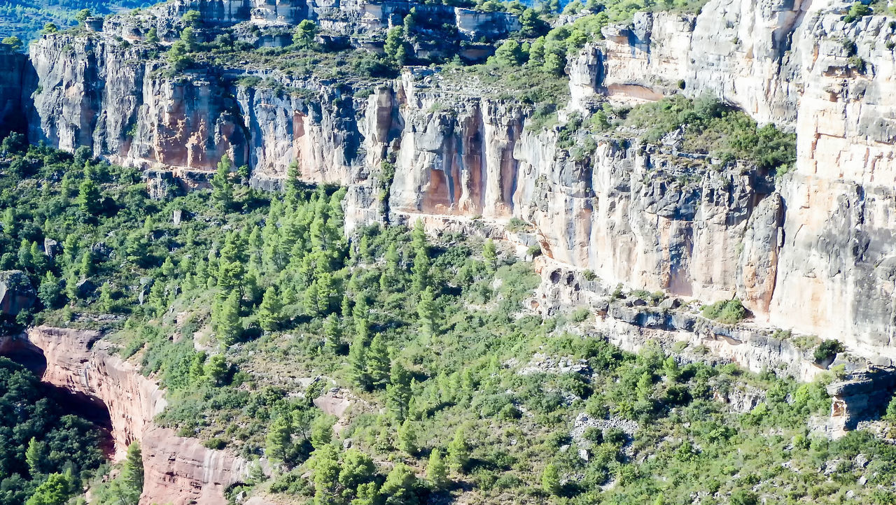 PLANTS GROWING ON ROCK FORMATIONS